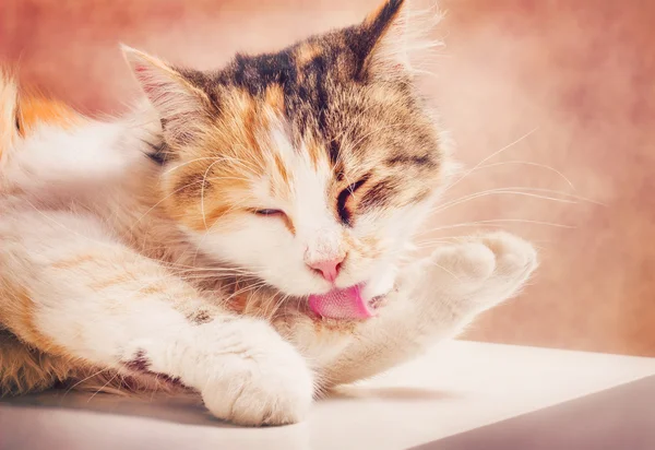 sevimli kedi kendini Temizleme