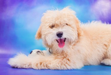 sevimli köpek topu ile poz