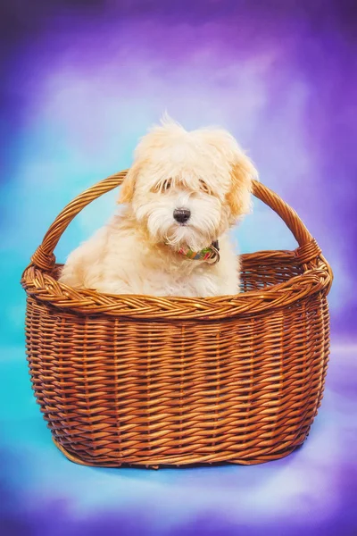 Милый щенок в корзине для пикника — стоковое фото