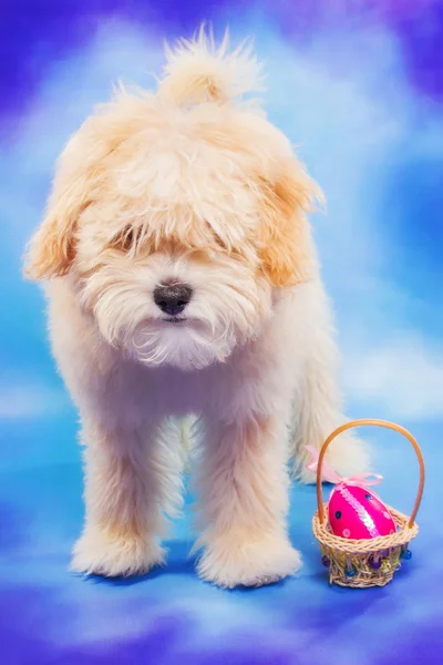 Cãozinho bonito posando com um ovo de Páscoa em uma cesta — Fotografia de Stock