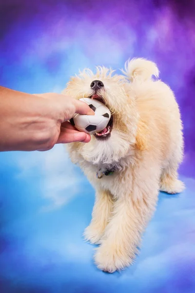 Bonito filhote de cachorro jogando com bola — Fotografia de Stock