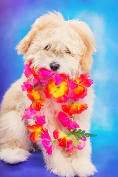 Cãozinho bonito vestindo lei havaiana — Fotografia de Stock