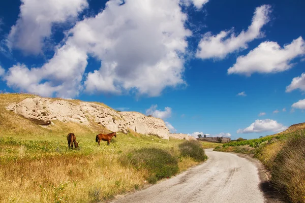 Caballos en un prado cerca de Akrotiri, Santorini, Grecia —  Fotos de Stock