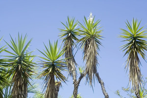 熱帯植物のユッカ — ストック写真