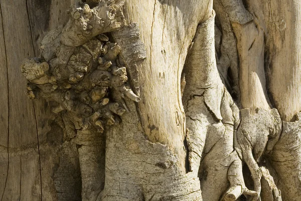 Holzstruktur — Stockfoto