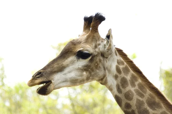 Giraffe — Stockfoto