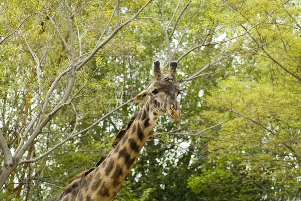 Giraffe — Stockfoto