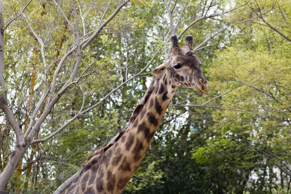 Giraffe — Stockfoto