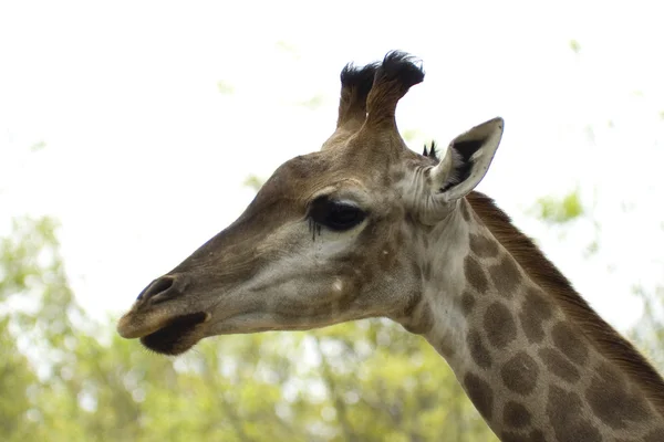 Giraffe — Stockfoto