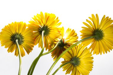 Sarı gerbera