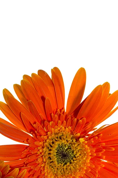 Orange gerbera — Stock Photo, Image