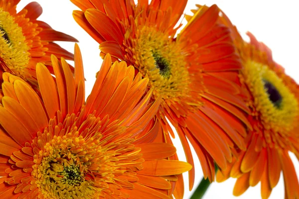 Gerberas de naranja — Foto de Stock