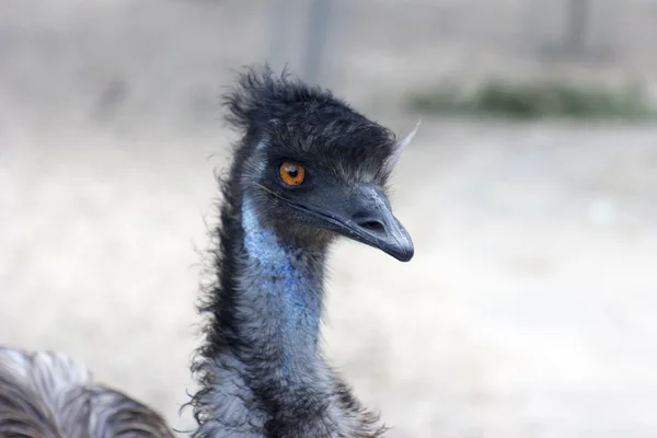 Australsk emu - Stock-foto