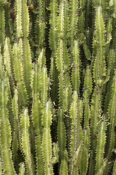 Cereus — Fotografia de Stock