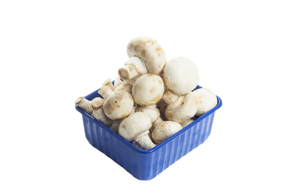 Mushrooms — Stock Photo, Image