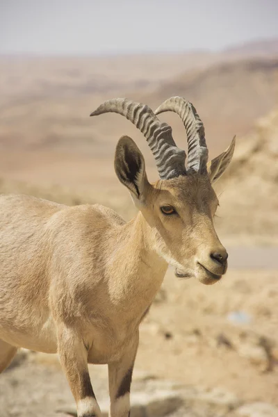 Capra nubiana Stockbild