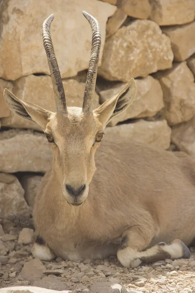 Capra nubiana Stockfoto