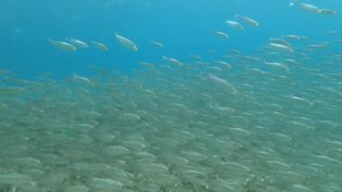 Mavi sudaki büyük balık sürüsünün yavaş çekimleri. Dalış ve dalış konsepti