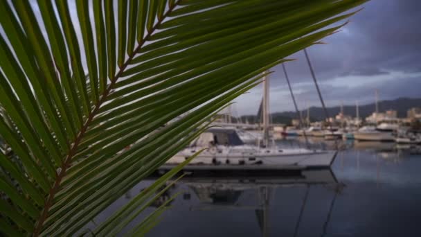 Muchos veleros borrosos atracados en un puerto deportivo con palmeras en primer plano. Concepto de vacaciones y viajes — Vídeos de Stock