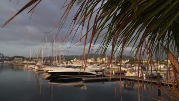 Mange sejlbåde dokket på en Marina med palme dig forgrunden. Begrebet ferie og rejser – Stock-video