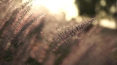 Nature concept of plants close up in meadow at sunset in sun lens flares