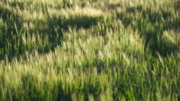 Golden Ears Slowly Swaying Wind Close View Ripening Wheat Field — Video Stock