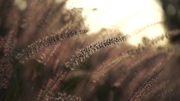 Nature Concept Plants Close Meadow Sunset Sun Lens Flares — Vídeo de stock