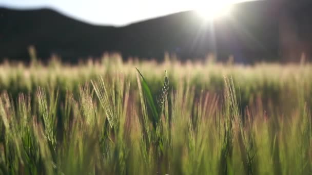 Golden Ears Slowly Swaying Wind Close View Ripening Wheat Field — Vídeos de Stock