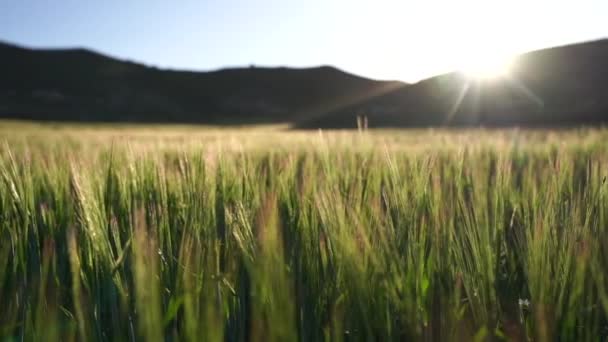 Golden Ears Slowly Swaying Wind Close View Ripening Wheat Field — 비디오