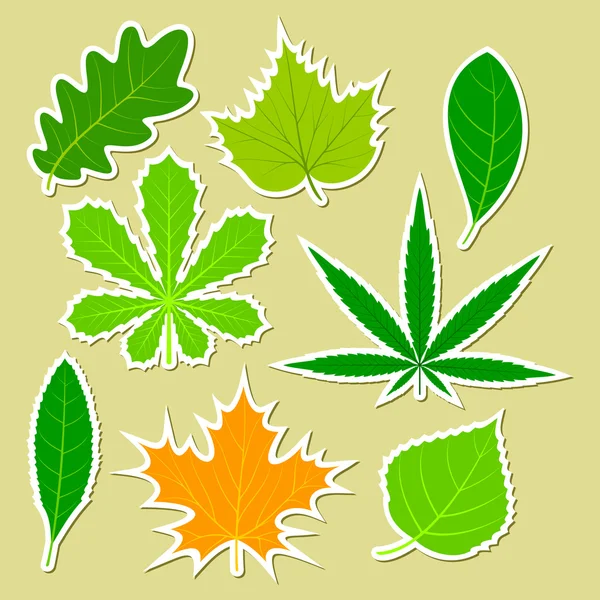 Leaves of different plants — Stock Vector
