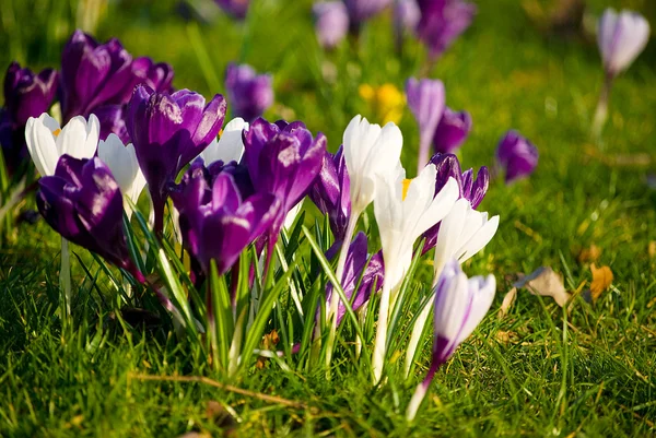 Crocuses — Stock Photo, Image