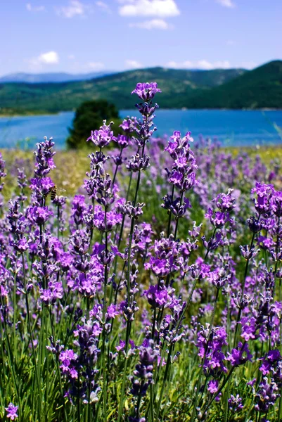 Lavanda —  Fotos de Stock