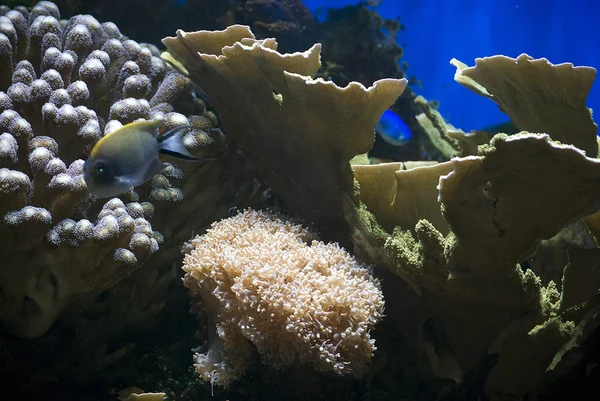 Aquário com peixes e corais — Fotografia de Stock