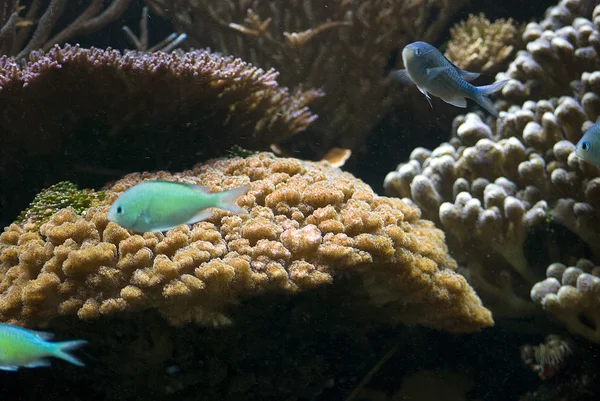 Aquário com peixes e corais — Fotografia de Stock