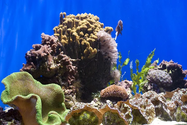 Aquarium with fish and corals — Stock Photo, Image