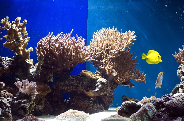 Aquário com peixes e corais — Fotografia de Stock