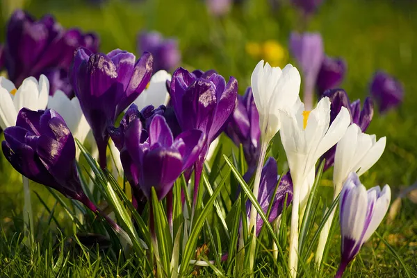 Crocuses — Stock Photo, Image