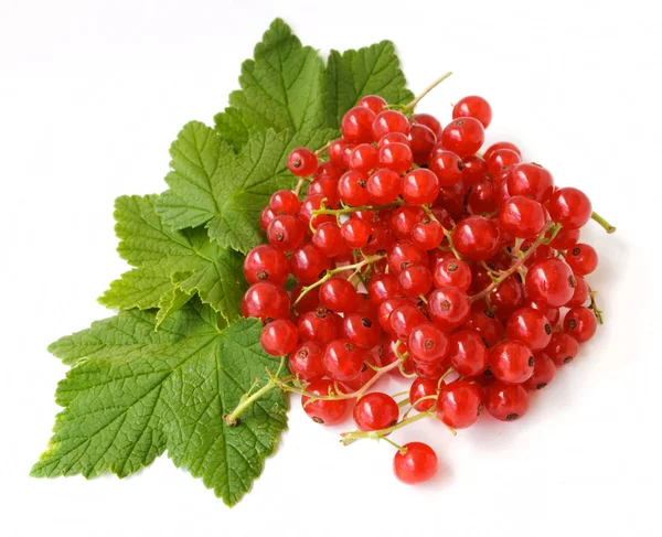 Redcurrant — Stock Photo, Image