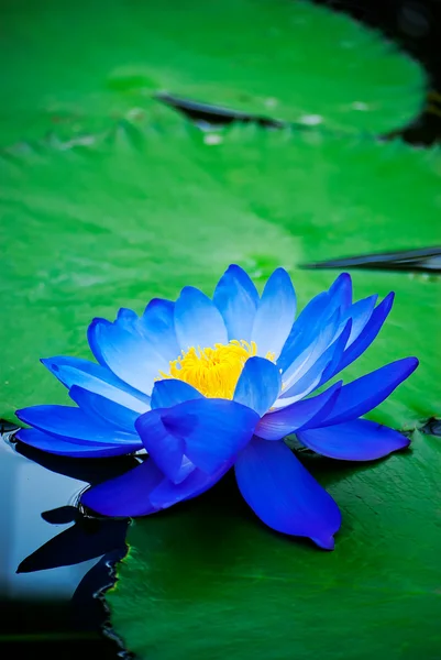 Water lily — Stock Photo, Image