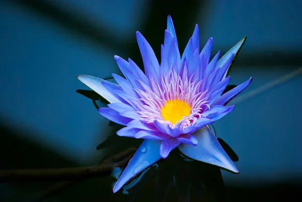 Water lily — Stock Photo, Image