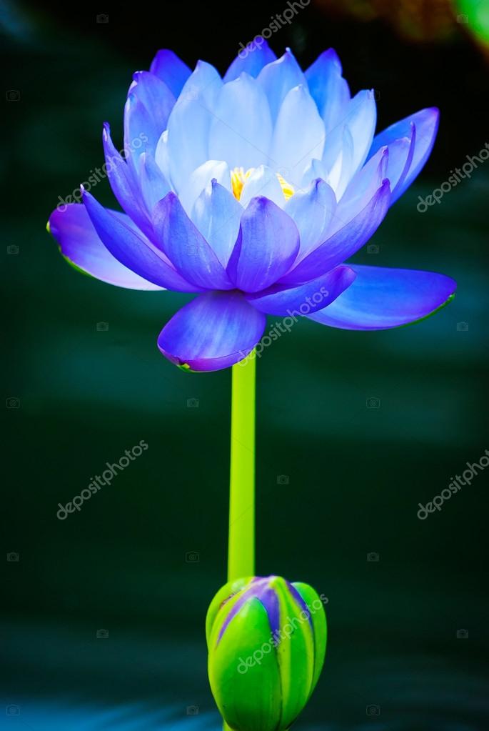Blue Water Lily Stock Photos Royalty Free Blue Water Lily Images Depositphotos Blue Water Lily Stock Photos Royalty Free Blue Water Lily Images Depositphotos