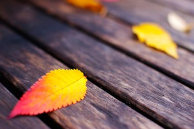 Sonbahar Yaprakları