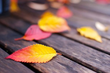 Sonbahar Yaprakları