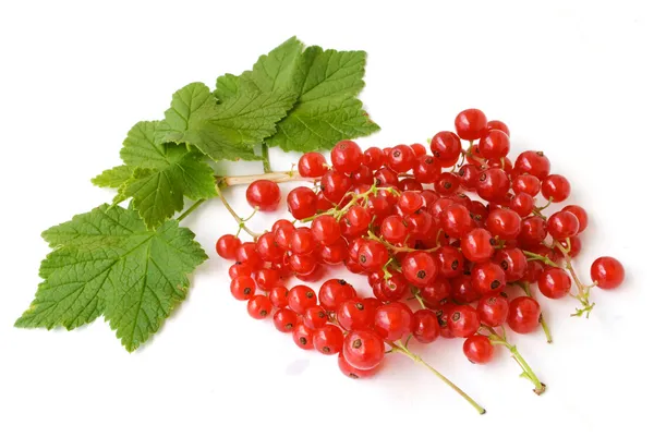 Redcurrant — Stock Photo, Image