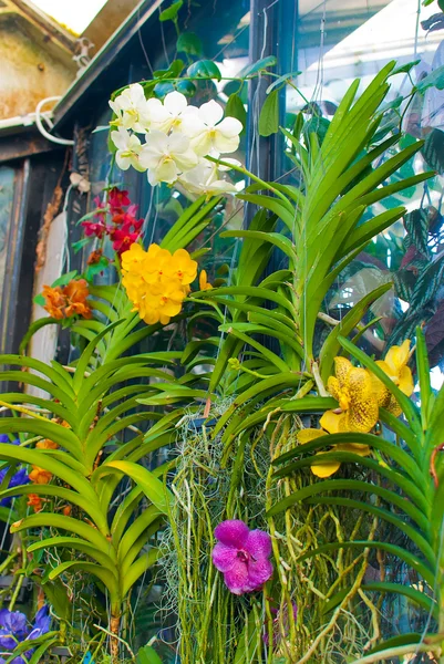 Orquídea — Fotografia de Stock