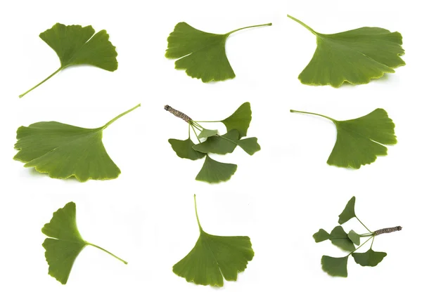 Ginkgo biloba — Stock Photo, Image