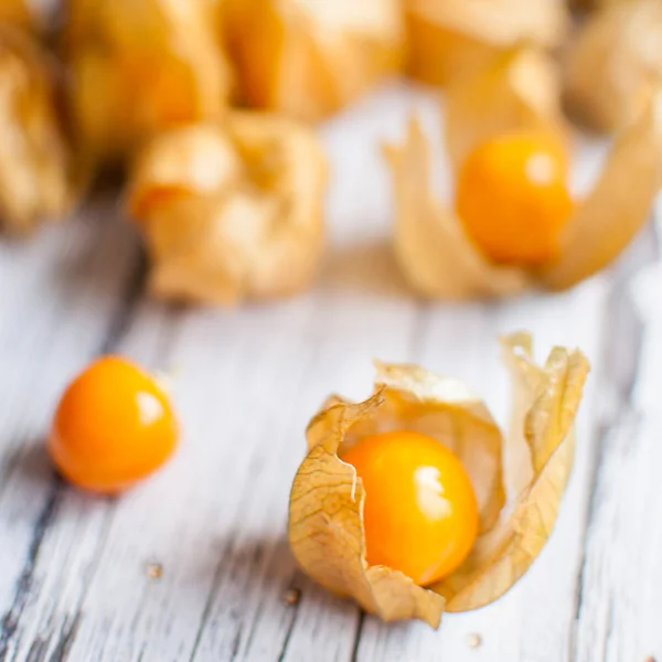 Physalis — Stock fotografie