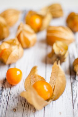 Physalis