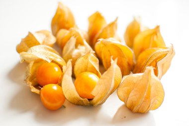 Physalis