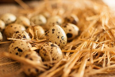 bıldırcın yumurtası